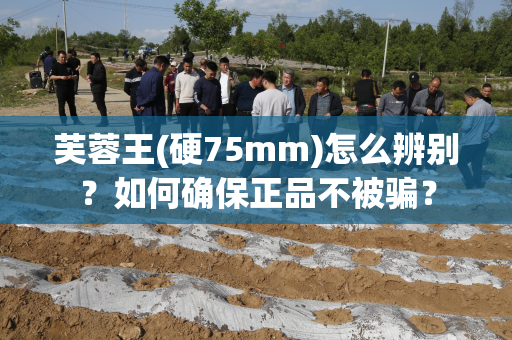 芙蓉王(硬75mm)怎么辨别？如何确保正品不被骗？